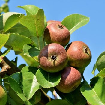 apples-3560751_960_720.jpg