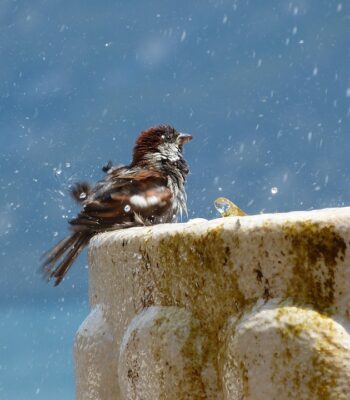 bird-1398163_960_720.jpg