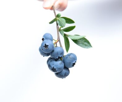 blueberries-539134_960_720.jpg