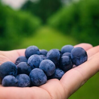 blueberries-6352547_960_720.jpg