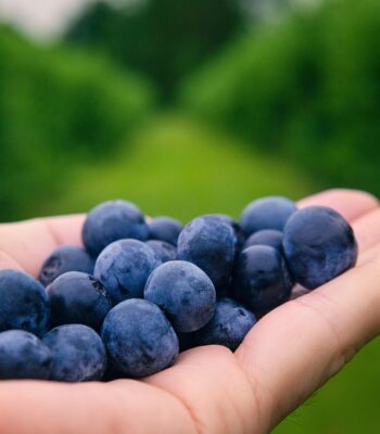 blueberries-6352547_960_720.jpg