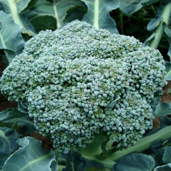 broccoli-494754_960_720.jpg