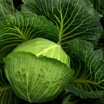 cabbage-3722498_960_720.jpg