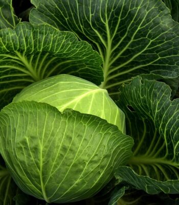 cabbage-3722498_960_720.jpg