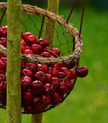 cherries-1503974_960_720.jpg