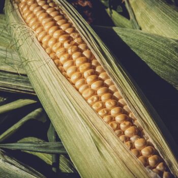 corn-3705687_960_720.jpg