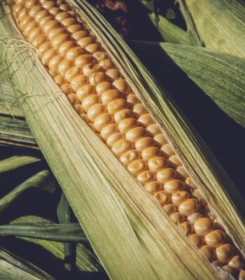 corn-3705687_960_720.jpg