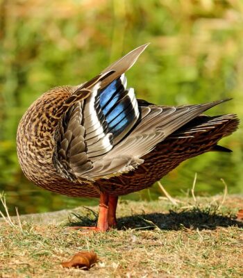 duck-1637946_960_720.jpg