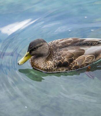 duck-715890_960_720.jpg