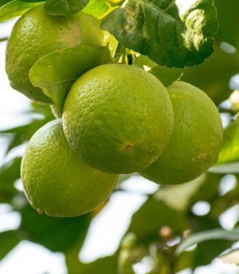 fruits-7688632_960_720.jpg