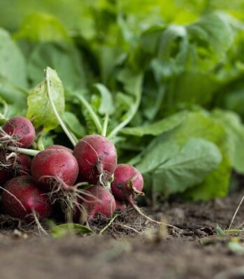 garden-radish-7300875_960_720.jpg