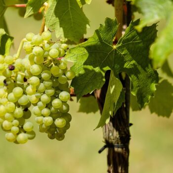 grapes-1611089_960_720.jpg