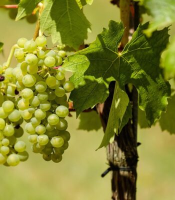 grapes-1611089_960_720.jpg