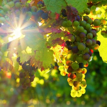 grapes-3550729_960_720.jpg