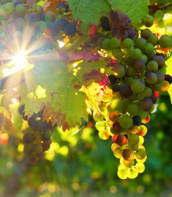grapes-3550729_960_720.jpg