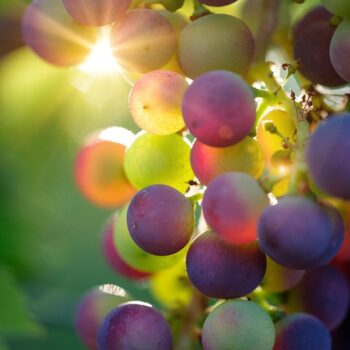 grapes-3550733_960_720.jpg