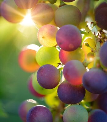 grapes-3550733_960_720.jpg