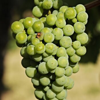 grapes-3623692_960_720.jpg