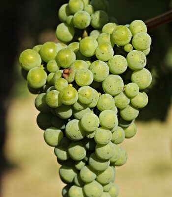 grapes-3623692_960_720.jpg