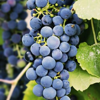 grapes-3623694_960_720.jpg
