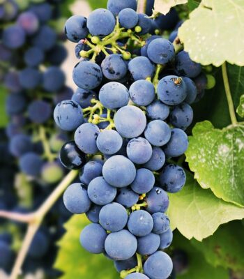 grapes-3623694_960_720.jpg