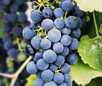 grapes-3623694_960_720.jpg