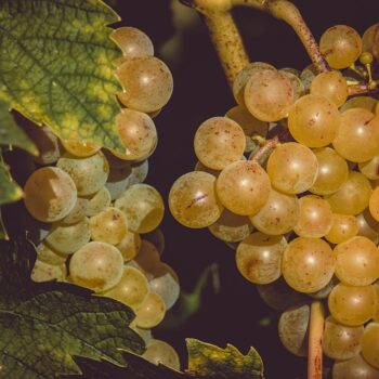 grapes-3638444_960_720.jpg