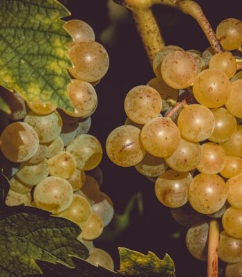 grapes-3638444_960_720.jpg