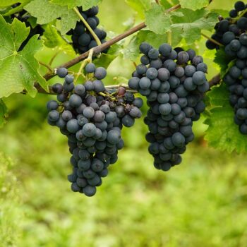 grapes-8306833_960_720.jpg