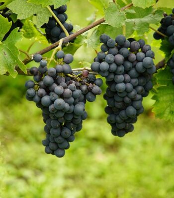 grapes-8306833_960_720.jpg