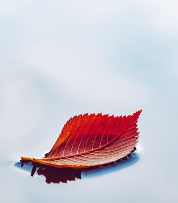 leaf-6760484_960_720.jpg