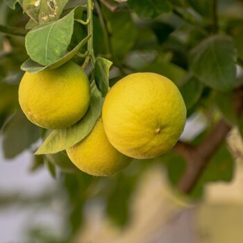 lemon-6825808_960_720.jpg