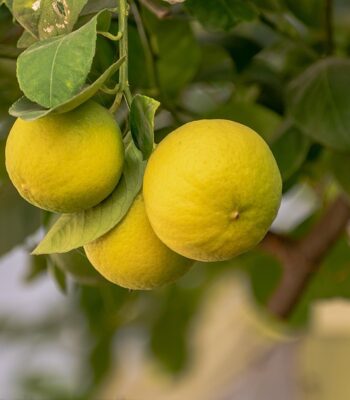lemon-6825808_960_720.jpg