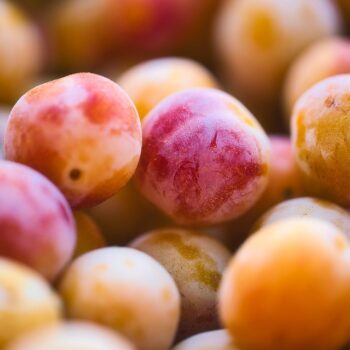 mirabelle-plum-7605256_960_720.jpg