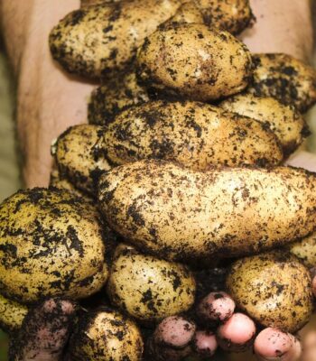 potatoes-1866415_960_720.jpg