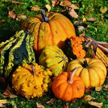 pumpkins-1712841_960_720.jpg