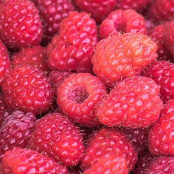 raspberries-3583005_960_720.jpg