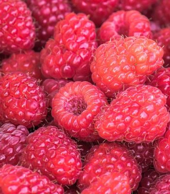 raspberries-3583005_960_720.jpg