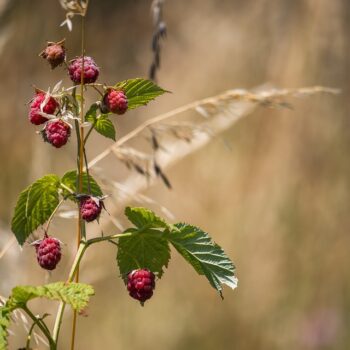 raspberry-7285625_960_720.jpg