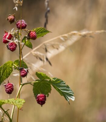 raspberry-7285625_960_720.jpg