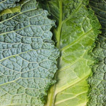 savoy-cabbage-7489978_960_720.jpg