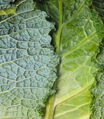 savoy-cabbage-7489978_960_720.jpg