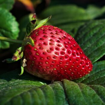 strawberry-6648685_960_720.jpg