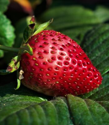 strawberry-6648685_960_720.jpg