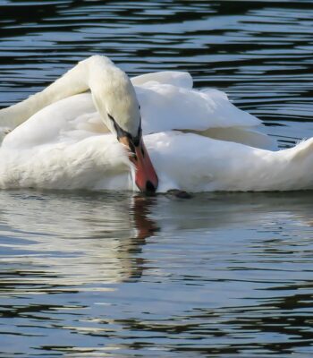 swan-3603992_960_720.jpg