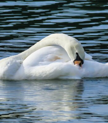 swan-3603993_960_720.jpg