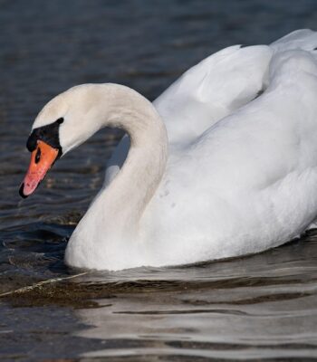 swan-7847747_960_720.jpg