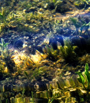 water-5036784_960_720.jpg