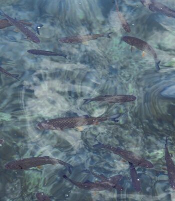 water-715888_960_720.jpg